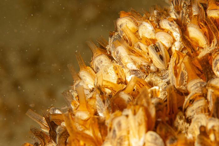 Photo macro de moules quagga