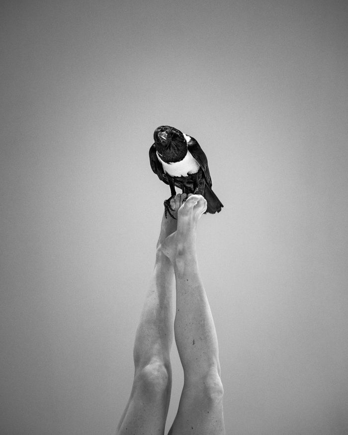 Une photo en noir et blanc de jambes en l'air, avec un corbeau perché sur les pieds.