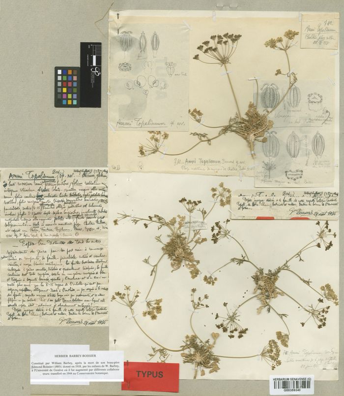 Holothypus de Ammi Topalii Beauverd, collectrice Sofia Topali, Grèce, 22.06.1935.