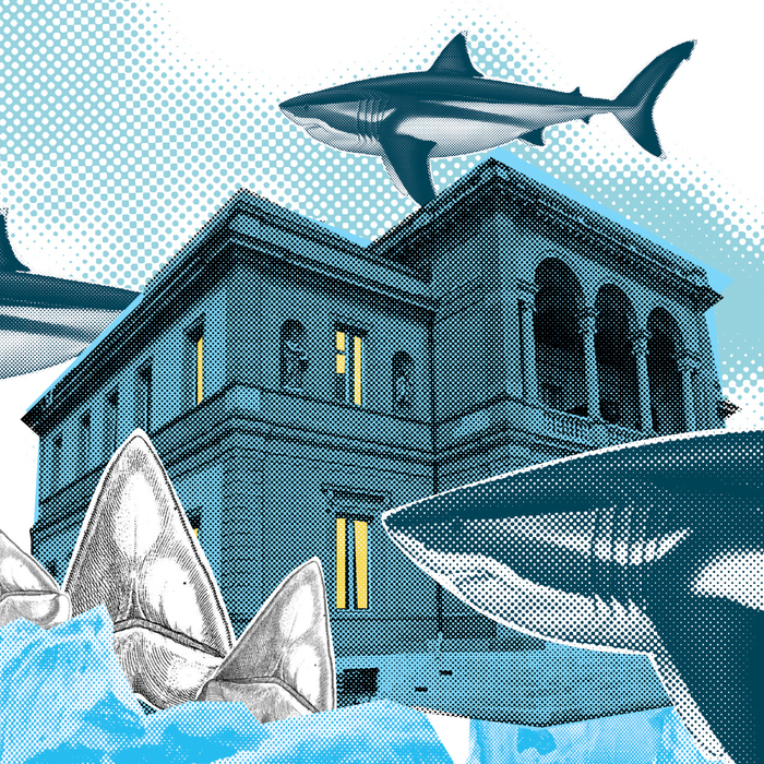Muséum Genève Illustration d'un megalodon devant le Musée d'histoire des sciences de Genève