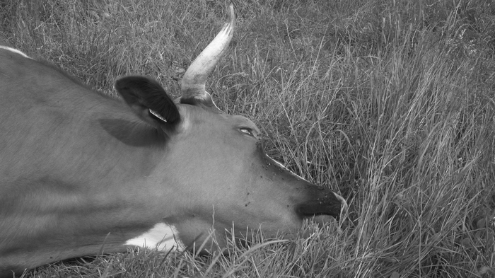 Photographie noir et blanc de la tête d'une vache couchée et endormie dans le l'herbe