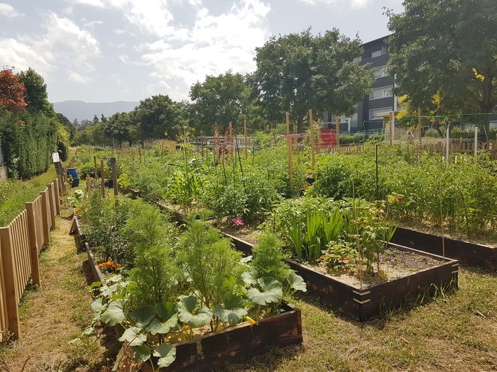 Les parcelles de potager avec les légumes qui poussent