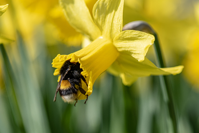 Abeille cherchant du nectar dans une fleur jaune