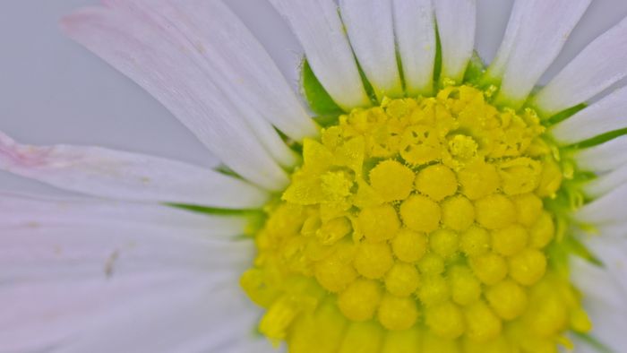 Une pâquerette vue sous un microscope.