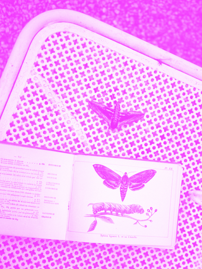 Sur une table un papillon et un livre ouvert sur une page avec un papillon. La photo a un filtre de couleur.