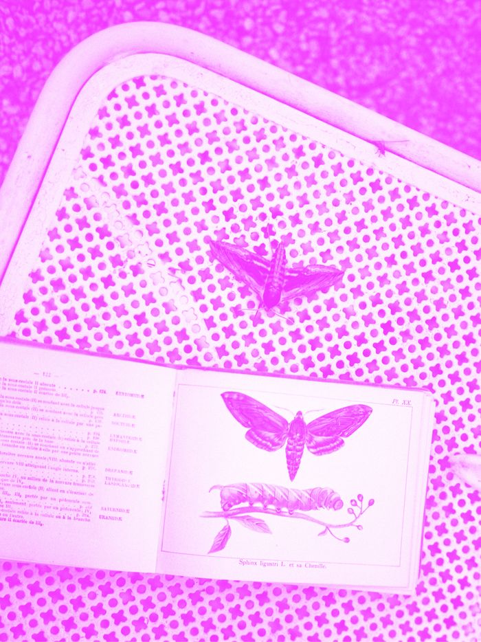 Sur une table un papillon et un livre ouvert sur une page avec un papillon. La photo a un filtre de couleur.