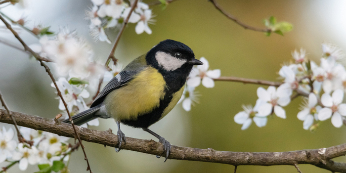 mésange charbonnière