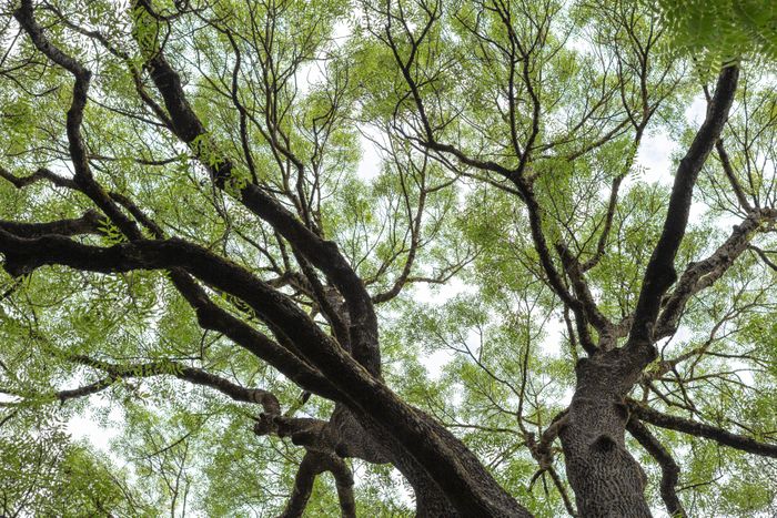 Un des 750 arbres de l'arboretum du Jardin Botanique, vu du dessous.