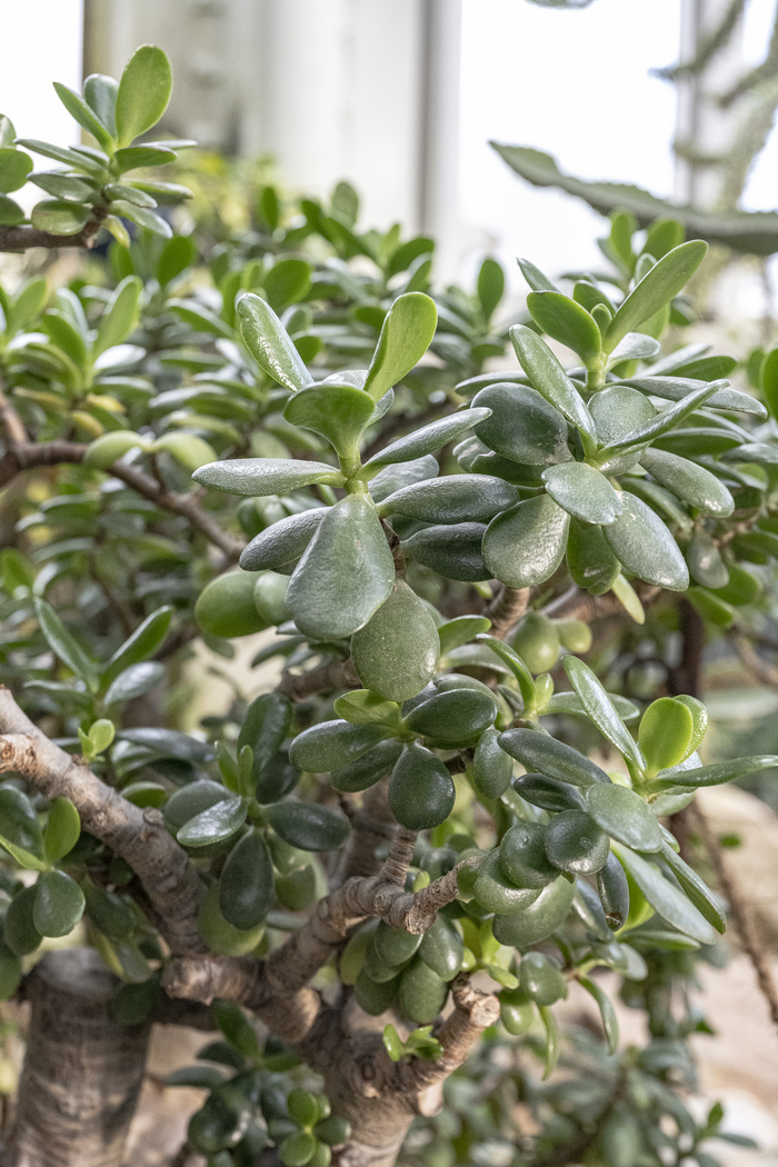 Plan rapproché d'une Crassula ovata dans la serre tempérée