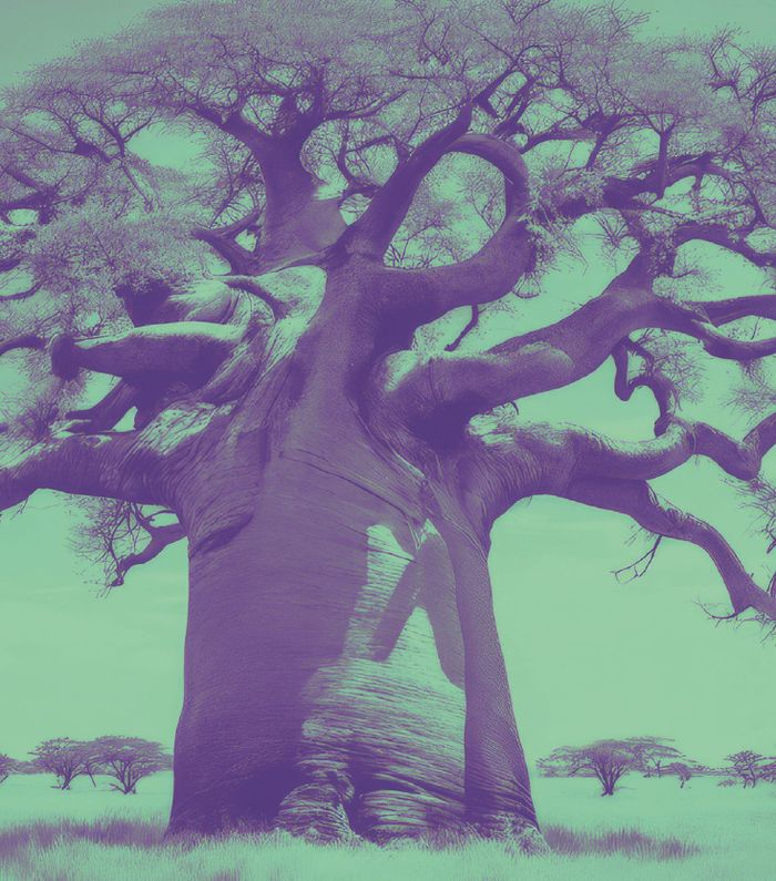 un baobab