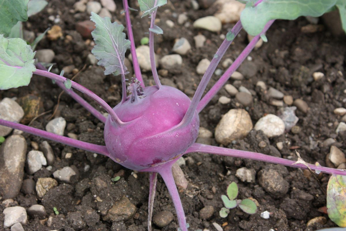 ProSpecieRara Un chou-rave : une variété de chou parmi de nombreuses autres, toutes issues de la domestication du chou sauvage Brassica oleracea L.