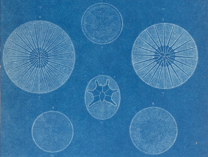 Reproduction partielle de la planche 5, Francesco Saverio, Castracane degli Antelminelli, « Botany : vol. 2 : report of the Diatomacea... », In : Report on the scientific results of the voyage of H.M.S. Challenger during the years 1873-1876 [...], London, Longmans, 1886.