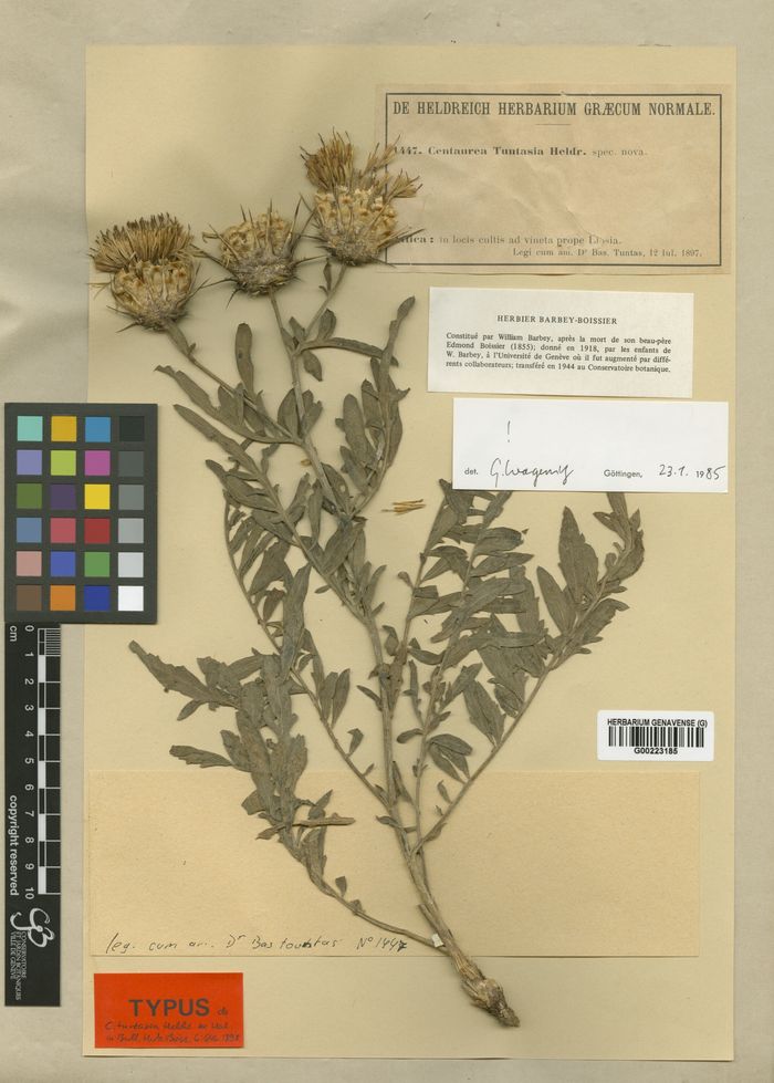 Centaurea tuntasia, a été récoltée pour la toute dernière fois à l'état sauvage en 1942 (Grèce).
