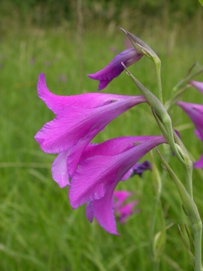 Glaïeul des marais, plante menacée en Suisse et dans la canton de Genève