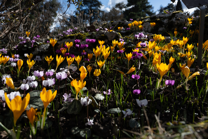 Crocus de différentes couleurs