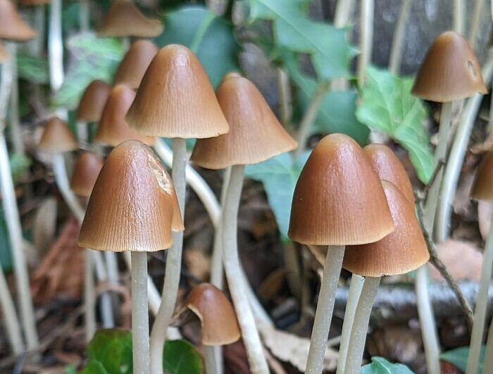 Gros plan du champignon: Parasola conopilus, l’un des nombreux champignons qui poussent au Jardin botanique de Genève.