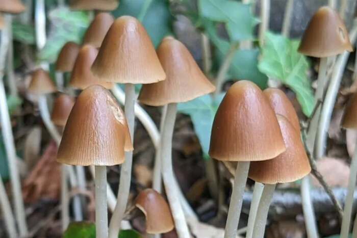 CJBG Gros plan du champignon: Parasola conopilus, l’un des nombreux champignons qui poussent au Jardin botanique de Genève.