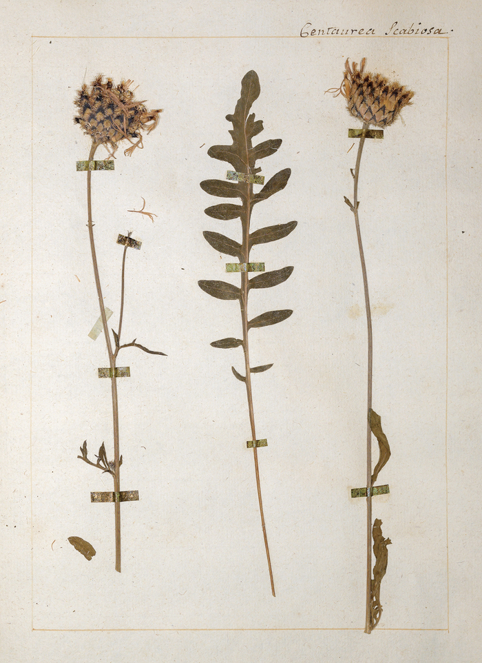 Une planche de l'herbier Jean-Jacques Rousseau. Nom actuel: Centaurea scabiosa L.; nom vernaculaire de Rousseau: Jacée Scabieuse ou grand Bleuet