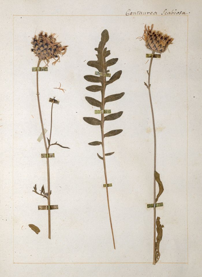 Une planche de l'herbier de Jean-Jacques Rousseau. Nom actuel: Centaurea scabiosa L.; nom vernaculaire de Rousseau: Jacée Scabieuse ou grand Bleuet