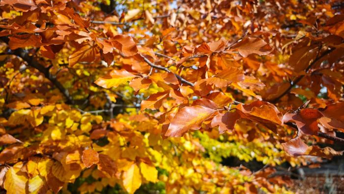 Gros plan sur les feuilles d'un arbre du Jardin Botanique de Genève aux couleurs orangées.