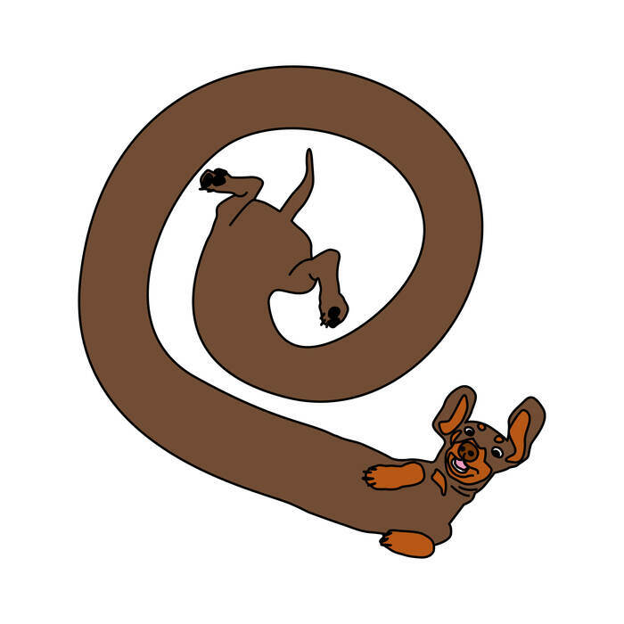 Une illustration d'un chien teckel très long et enroulé en spirale