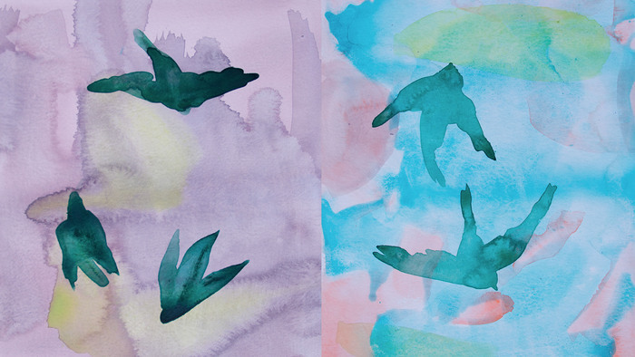 Deux aquarelles réalisées par Marie Ducaté : sur un fond coloré (violet/jaune pour la première, bleu/rose pour la deuxième), la forme de plusieurs oiseaux est représentée.
