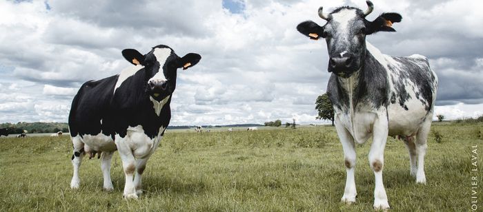 Photographie prise dans un pâturage en plein air sous un ciel largement couvert de nuages gris et blancs.
Au premier plan, deux vaches se tiennent dans l’herbe et regardent vers l’objectif. La vache située à gauche présente une robe noire et blanche avec une large bande blanche sur le visage. La vache située à droite présente une robe blanche marbrée de taches grises et noires et porte deux cornes courtes recourbées vers le haut.
Le pré s’étend à perte de vue derrière les animaux. Plusieurs…