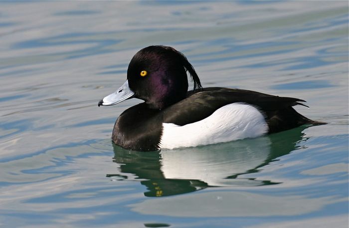 Une photo en couleur avec un oiseau du lac, un fuligule morillon, noir et blanc avec une petite huppe sur la tête et des yeux jaunes.