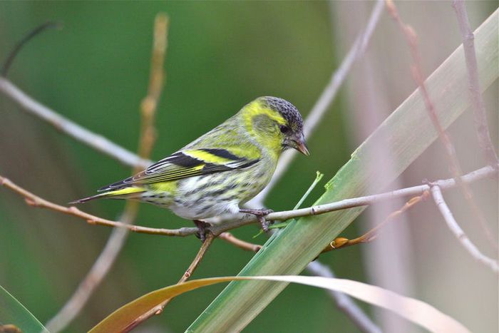 Une photo en couleur avec un oiseau jaune et noir, un tarin des aulnes