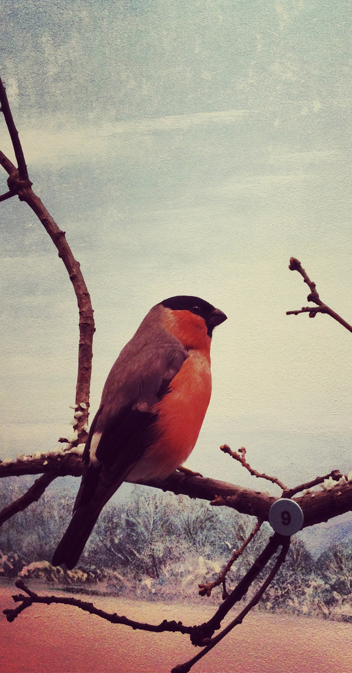 © Magali Dougados C'est la photo d'un petit oiseaux aux couleurs rouges. Il est posé sur une branche.