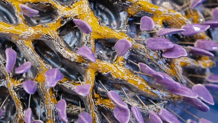 Oeuvre d'António Vasconcelos Lapa : une sorte de plante en céramique avec des éléments violets qui bougent lorsqu'on les touche