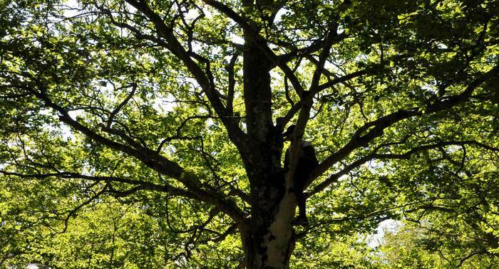Sur cette image, il y a une personne perchée sur les branches d'un arbre.