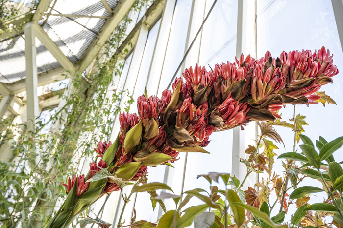 Fleur de Doryanthes palmeri à la serre tempérée
