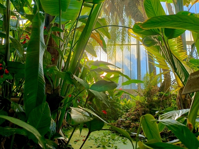 Le jardin d'hiver et ses plantes tropicales
