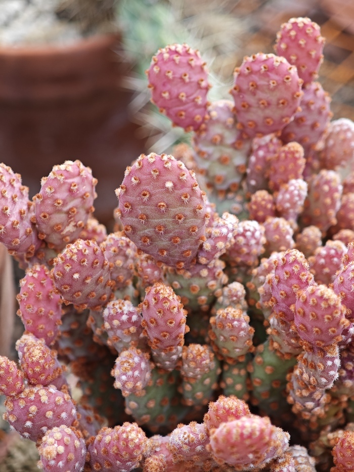 Cactus de la collection du Jardin botanique