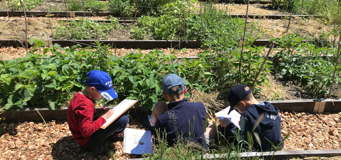 potager enfants dessin