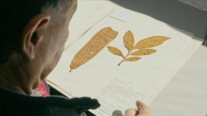 © Manolo Sarmiento / La Maquinita / Avoa Filmes Plan sur des feuilles séchées