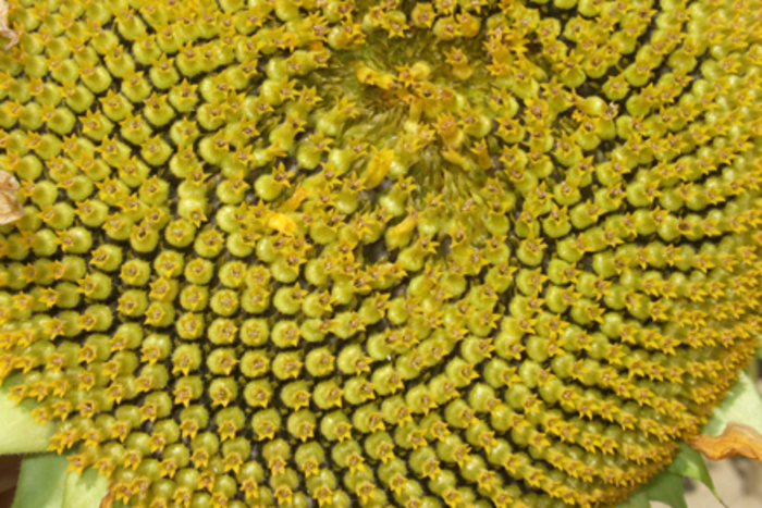 CJBG Photo macro d'une fleur de tournesol