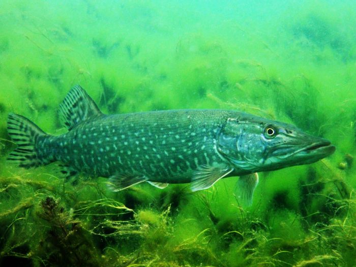 Brochet