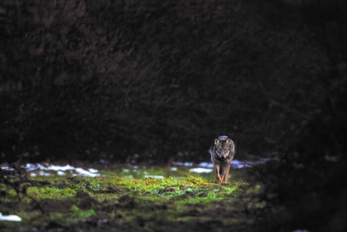 Un loup de face