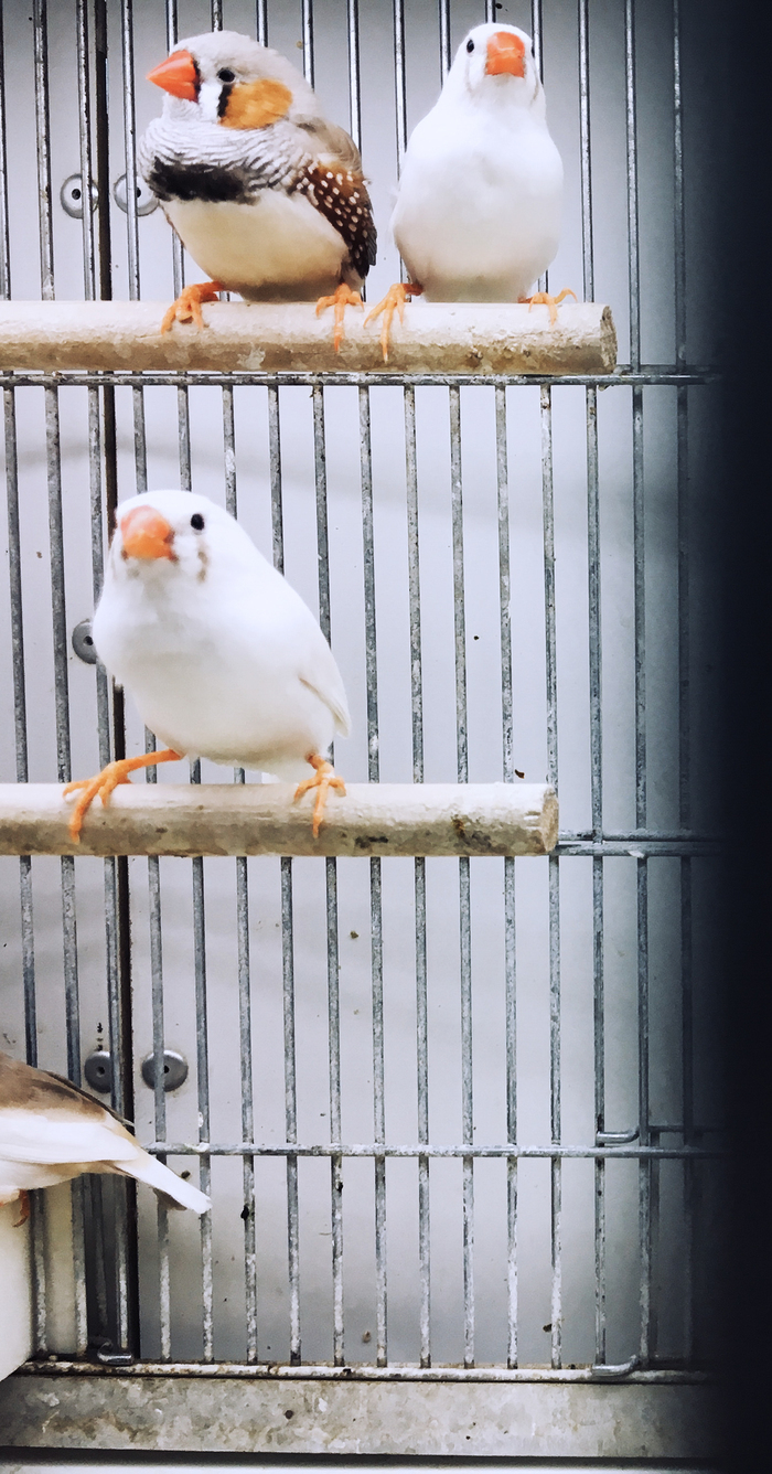 Ce sont des petits oiseaux au bec orange dans une cage sur de petites barres. On voit 3 oiseaux, mais on dévine qu'il pourrait y en avoir plus.