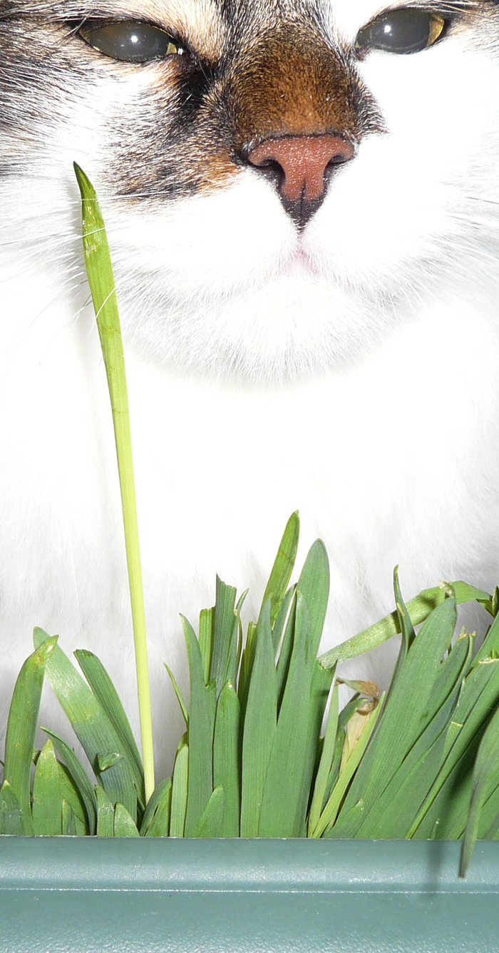 C'est l'image d'un chat, il est très proche de la caméra et on voit son visage avec une expression très drôle.