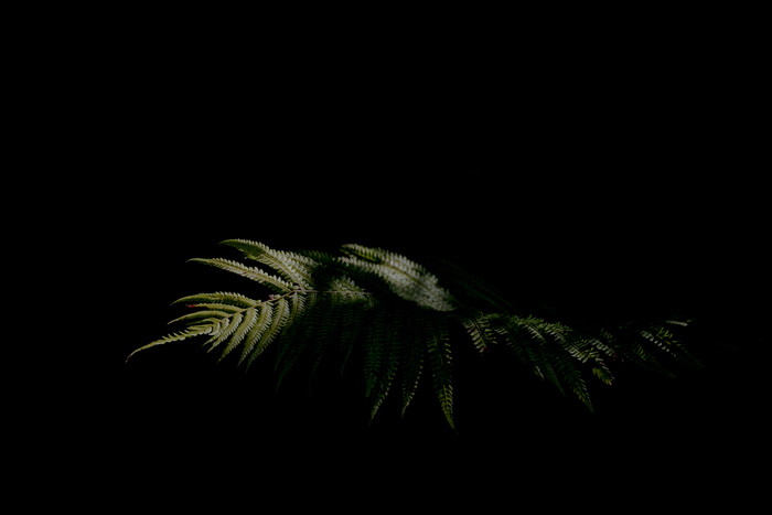 Photo d'une plante : Matteuccia struthiopteris sur fond noir