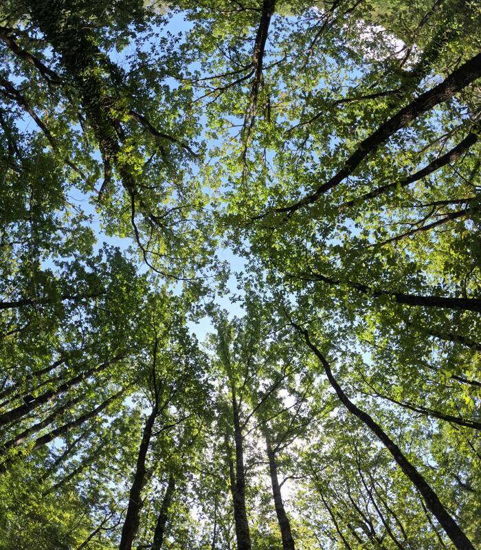 Arbres