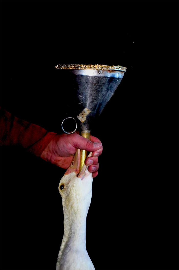 Oie qui se fait gaver