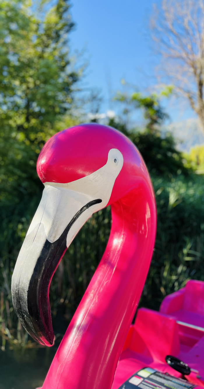 C'est la photo d'une partie de bouée flammard rose.