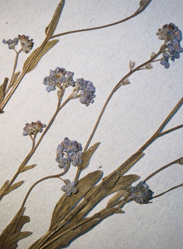 Planche de Myosotis sp. de l'Herbier du Jardin Botanique de Genève photographiée par Francesco Pennacchio dans le cadre de son ouvrage "Unlike Flowers"