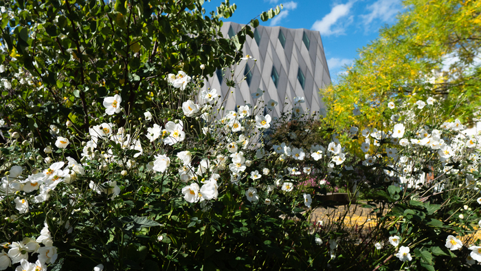 Fleurs blanche du jardin du MEG au premier plan. On voit le bâtiment du MEG au deuxième plan. Vue printanière du Jardin.