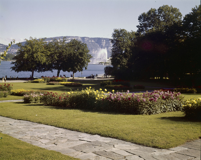 © Bibliothèque de Genève Photo d’archive du parc de la Perle du Lac dans les années 1960-1970.
On y voit un massif de dahlias en fleurs, emblématique des compositions florales de l’époque.