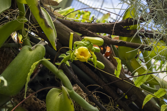 Fleur jaune de la vanille dans une serrre